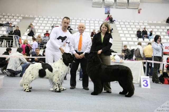 Фото: ньюфаундленд Akvian Song Zero Graviti (Аквиан Сонг Зеро Гравити), ньюфаундленд Sent Djons Handsel for Me (Сент Джонс Хендсел фо Ми), Aleksandr Rozenfel'd (Александр Розенфельд), Gita Dauksha (Гита Даукша)