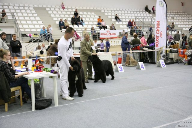 Фото: ньюфаундленд Love Me Tender Midnight Bear, ньюфаундленд Zvezdnij Dar Agassi (Звездный Дар Агасси)