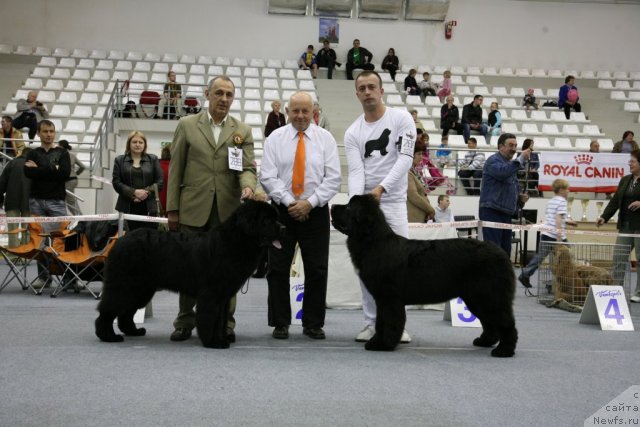Фото: ньюфаундленд Zvezdnij Dar Agassi (Звездный Дар Агасси), ньюфаундленд Love Me Tender Midnight Bear