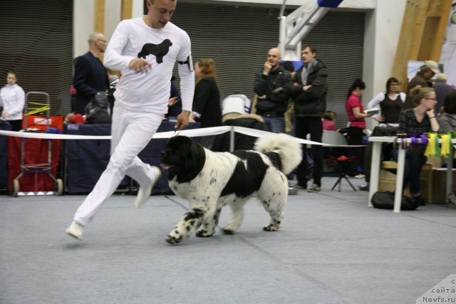 Фото: ньюфаундленд Akvian Song Zero Graviti (Аквиан Сонг Зеро Гравити), Aleksandr Rozenfel'd (Александр Розенфельд)
