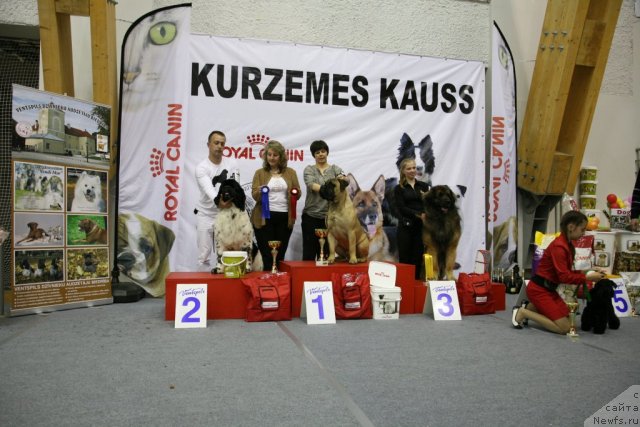 Фото: ньюфаундленд Akvian Song Zero Graviti (Аквиан Сонг Зеро Гравити)