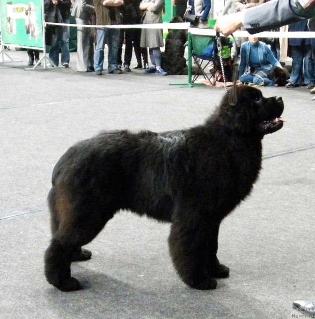 Фотография № 95036