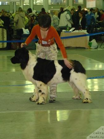 Фото: ньюфаундленд Vesnushka na Shastie (Веснушка на Счастье)
