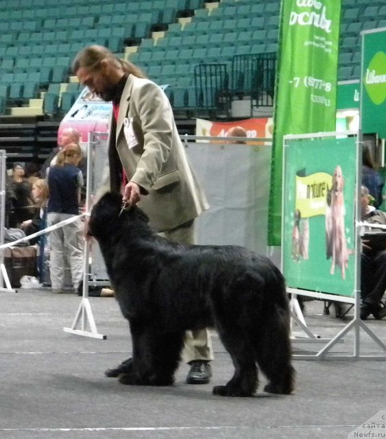 Фото: ньюфаундленд Aquatoriya Kelvin Kadril (Акватория Келвин Кадриль)