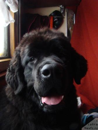 Фото: ньюфаундленд Arh B'yuti Oksi Svet (Арх Бьюти Окси Свет)