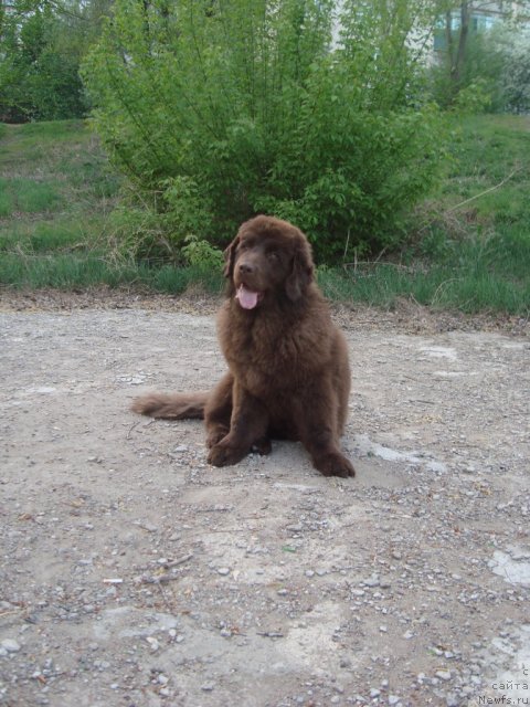 Фото: ньюфаундленд N'yufort Pervaya Ledi (Ньюфорт Первая Леди)