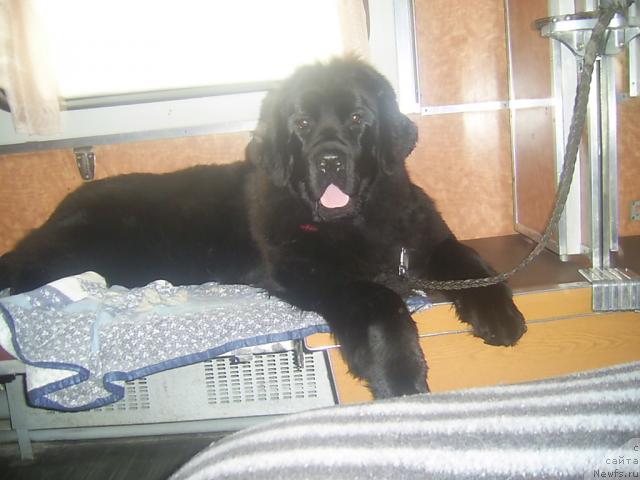 Фото: ньюфаундленд Arh B'yuti Oksi Svet (Арх Бьюти Окси Свет)