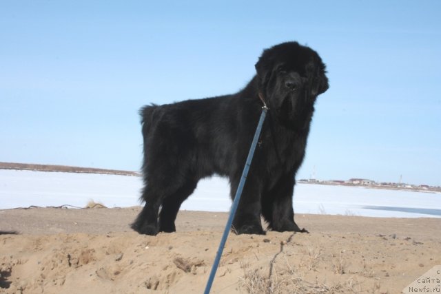 Фото: ньюфаундленд Beguschaya po Volnam Zero Kool (Бегущая по Волнам Зеро Коол)