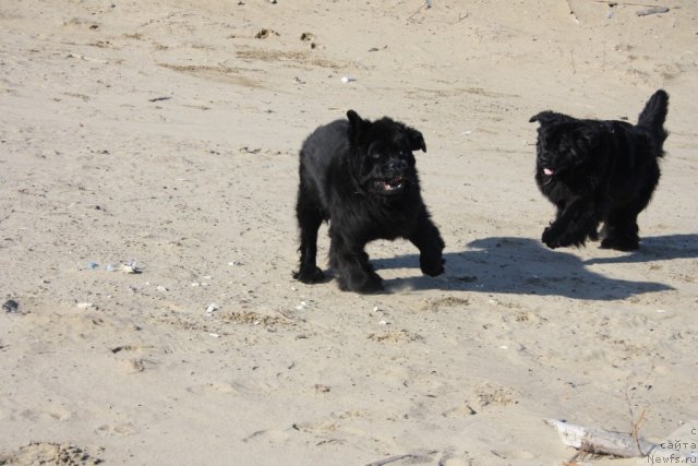 Фото: ньюфаундленд Beguschaya po Volnam Zero Kool (Бегущая по Волнам Зеро Коол), ньюфаундленд Fortuna of Giant's Island