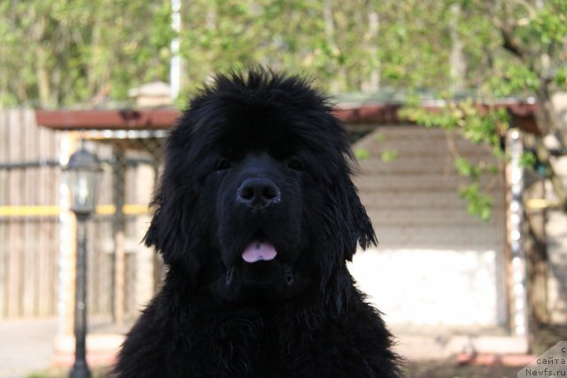 Фото: ньюфаундленд S'Nezhnaya Vjuga Amorone Sartori (С'Нежная Вьюга Амороне Сартори)