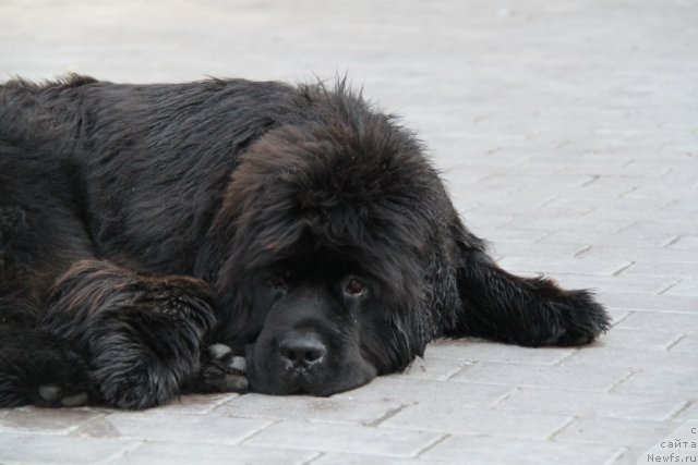 Фото: ньюфаундленд S'Nezhnaya Vjuga Amorone Sartori (С'Нежная Вьюга Амороне Сартори)
