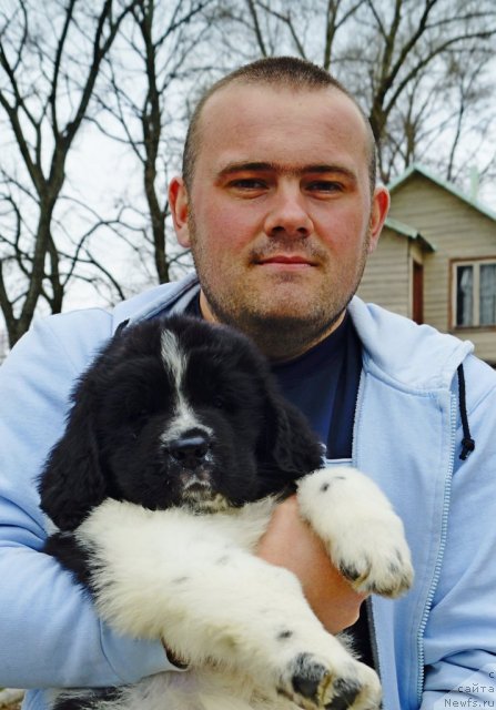 Фото: ньюфаундленд Pitern'yuf Hubba-Bubba (Питерньюф Хубба-Бубба), Vladimir Slepchenko (Владимир Слепченко)