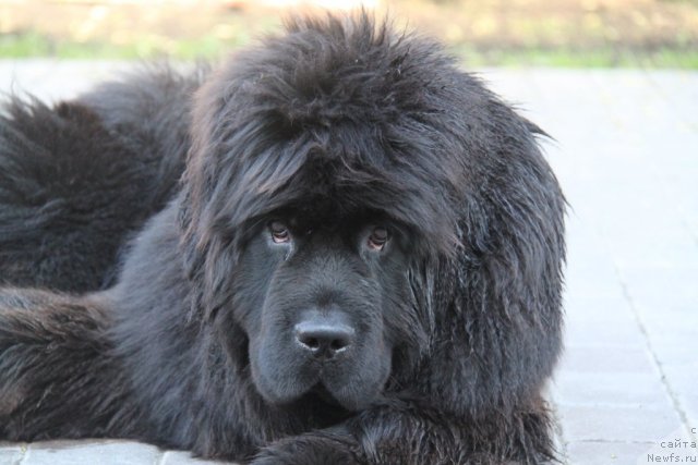 Фото: ньюфаундленд S'Nezhnaya Vjuga Amorone Sartori (С'Нежная Вьюга Амороне Сартори)