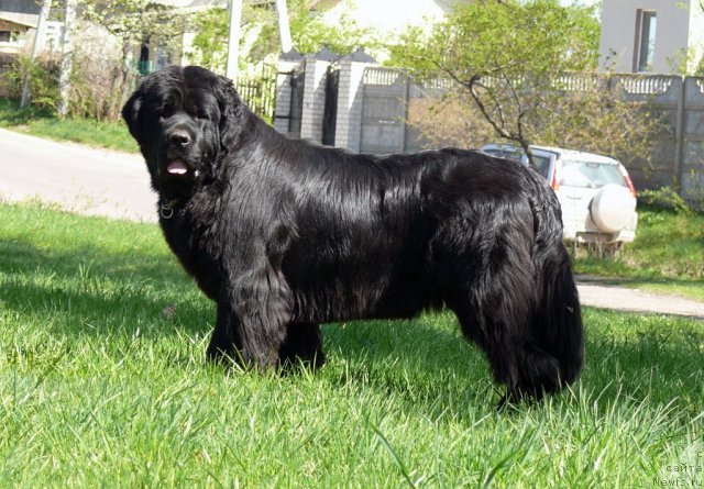 Фото: ньюфаундленд Donats Pride Award to Wins (Донатс Прайд Авард ту Вин)