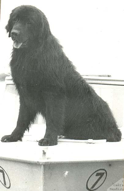 Фото: ньюфаундленд Barri Batyir (Барри Батыр)