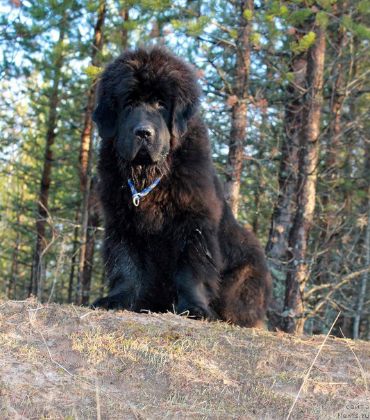 Фото: Бэлла Мосс Аристократ