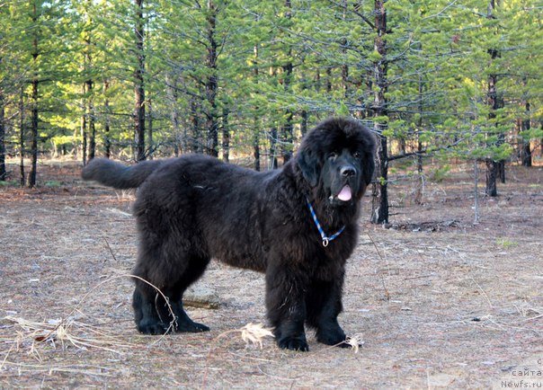 Фото: Бэлла Мосс Аристократ