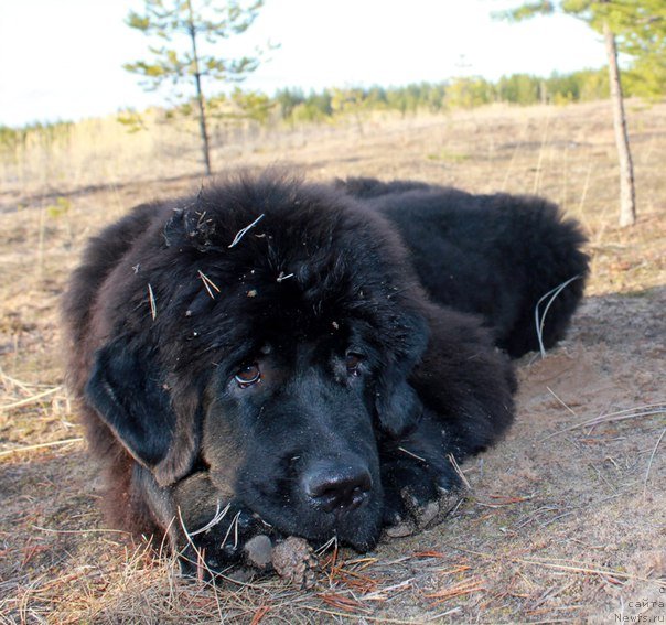 Фото: Бэлла Мосс Аристократ