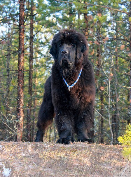 Фото: Бэлла Мосс Аристократ
