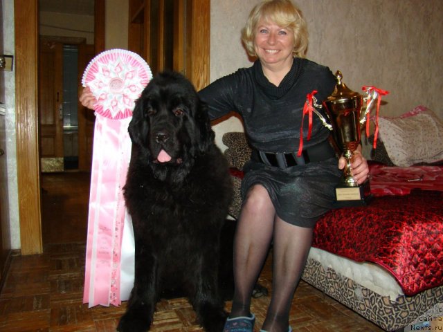 Фото: ньюфаундленд Sent Djons Harebell (Сент Джонс Харебелл), Irina Grigor'eva (Ирина Григорьева)