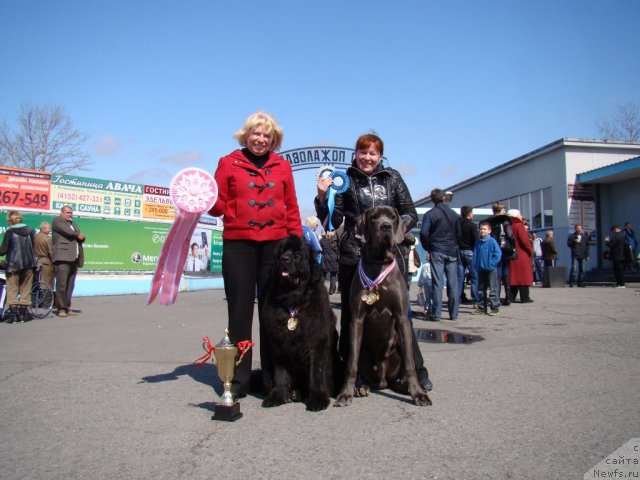 Фото: ньюфаундленд Sent Djons Harebell (Сент Джонс Харебелл)