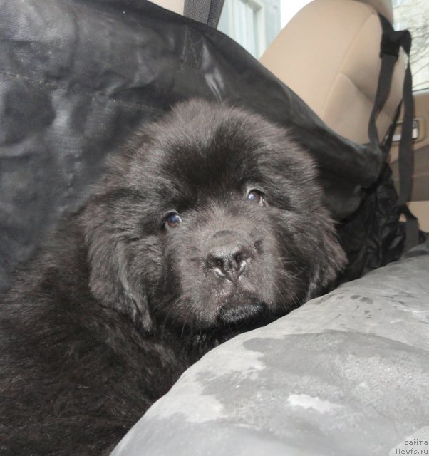 Фото: Бегущая по волнам Фогет Ми Нот