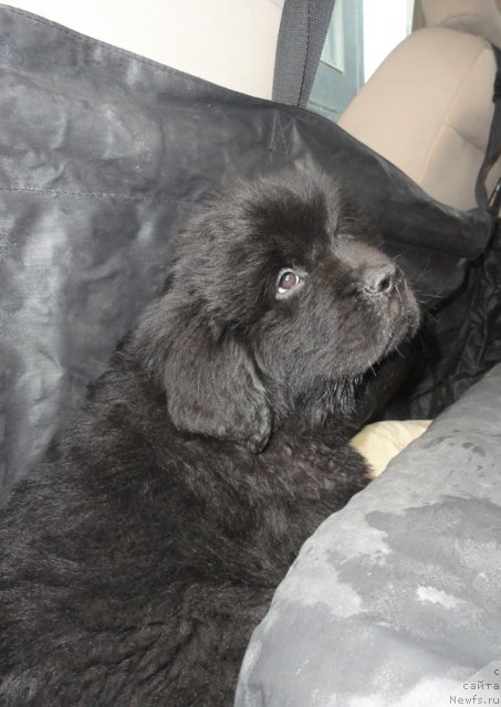 Фото: Бегущая по волнам Фогет Ми Нот