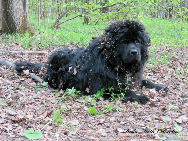 Фото: ньюфаундленд Byella Moss Cellarius (Бэлла Мосс Целлариус)