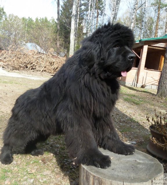 Фото: ньюфаундленд Super Premium Demi Mur (Супер Премиум Деми Мур)