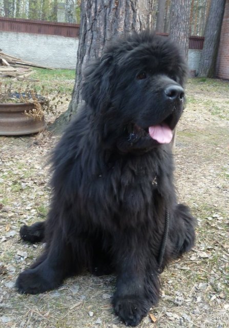 Фото: ньюфаундленд Super Premium Demi Mur (Супер Премиум Деми Мур)