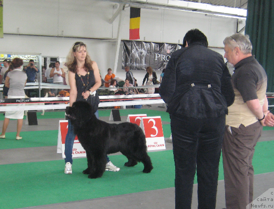 Фото: ньюфаундленд Lexus Grend Boss (Лексус Гренд Босс), Kristina Kolodnaya (Кристина Колодная), Б.АЛЕКСАНДРОВ