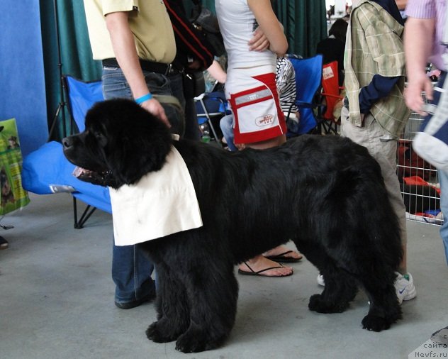 Фото: ньюфаундленд Lexus Grend Boss (Лексус Гренд Босс)