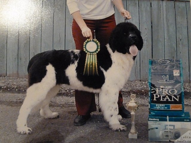 Фото: ньюфаундленд Newf Mermaid Dayla