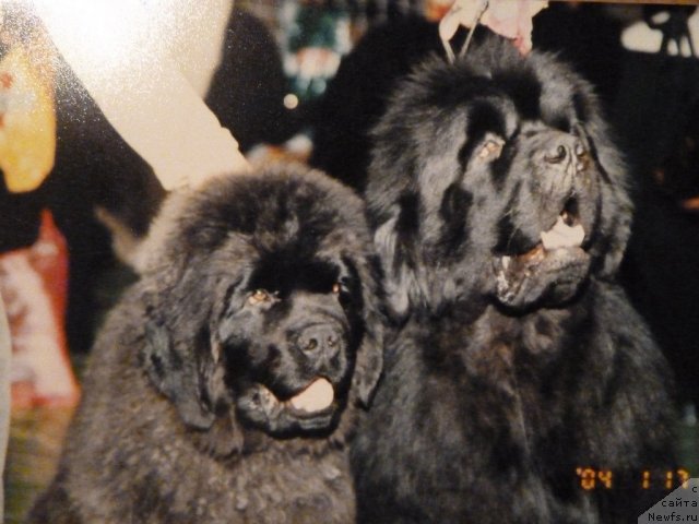 Фото: ньюфаундленд King Sibiria von Aiching, ньюфаундленд Dodger ot Sibirskogo Medvedja (Доджер от Сибирского Медведя)