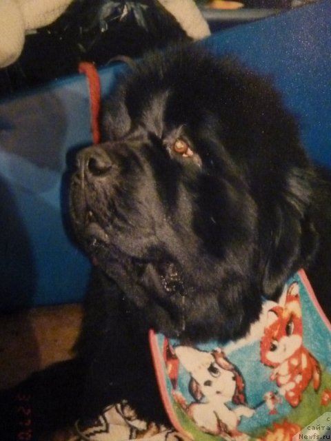 Фото: ньюфаундленд King Sibiria von Aiching