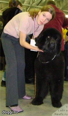 Фото: ньюфаундленд Skippers Open Arms, Anastasiya Mischenko (Анастасия Мищенко)
