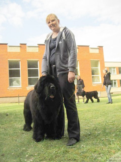 Фото: ньюфаундленд Begushaya Po Volnam Zoom Zoom (Бегущая по Волнам Зум Зум)