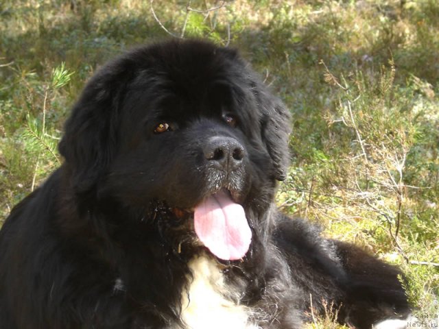 Фото: ньюфаундленд Bartez Beliy