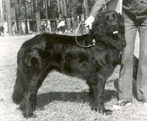 Фото: ньюфаундленд Al Guna (Ал Гуна)