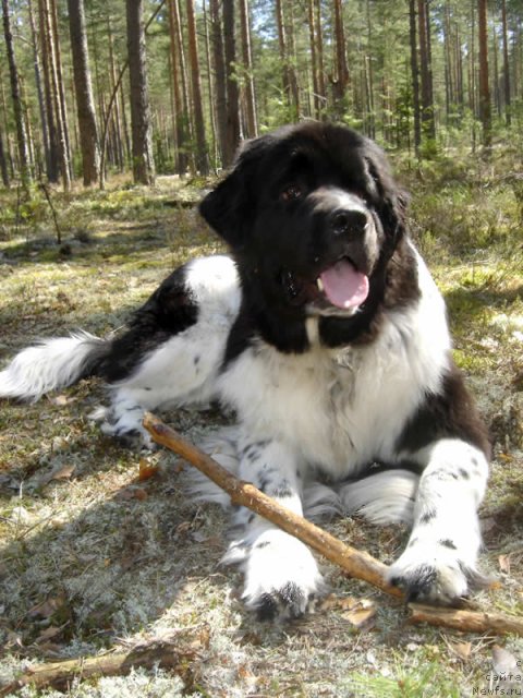 Фото: ньюфаундленд Piternyuf I Did It Again (Питерньюф И Дид Ит Агаин)