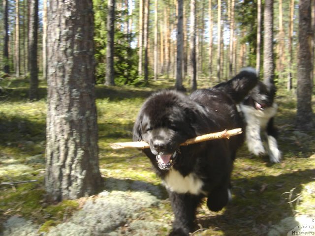 Фото: ньюфаундленд Bartez Beliy, ньюфаундленд Piternyuf I Did It Again (Питерньюф И Дид Ит Агаин)