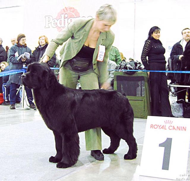 Фото: ньюфаундленд Djentli Bon iz Medvej'ego YAra (Джентли Бон из Медвежьего Яра)