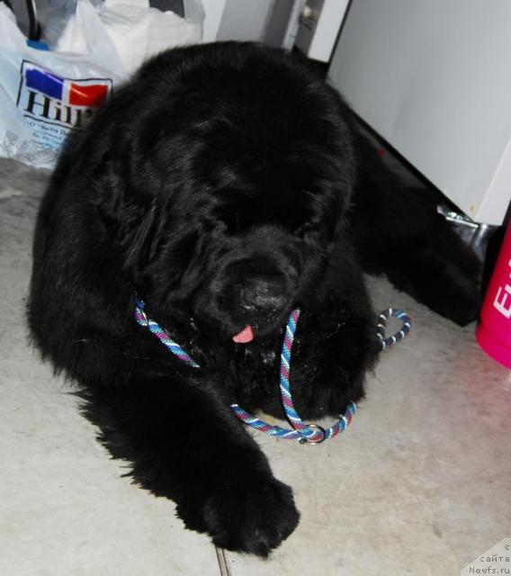 Фото: ньюфаундленд Lifeguard's American Style