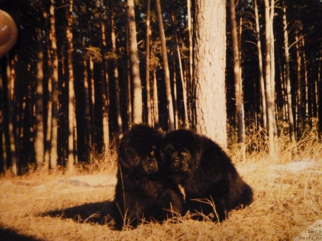 Фото: ньюфаундленд King Sibiria von Aiching, ньюфаундленд Kiss Princess von Aiching