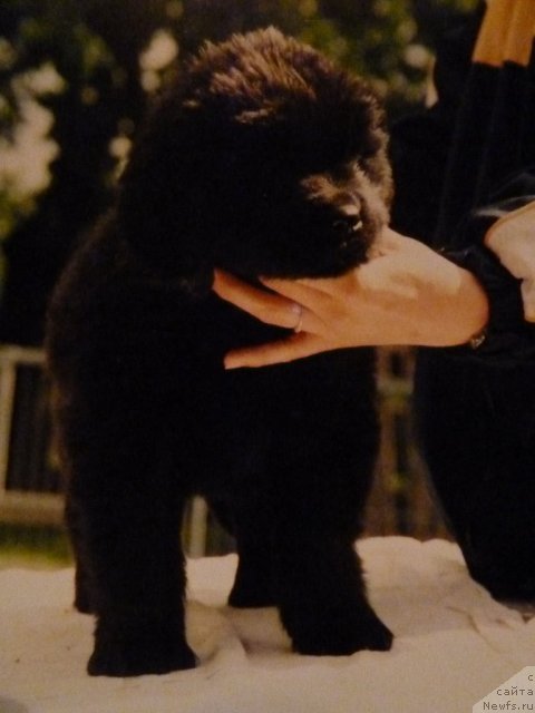 Фото: ньюфаундленд Kiss Princess von Aiching