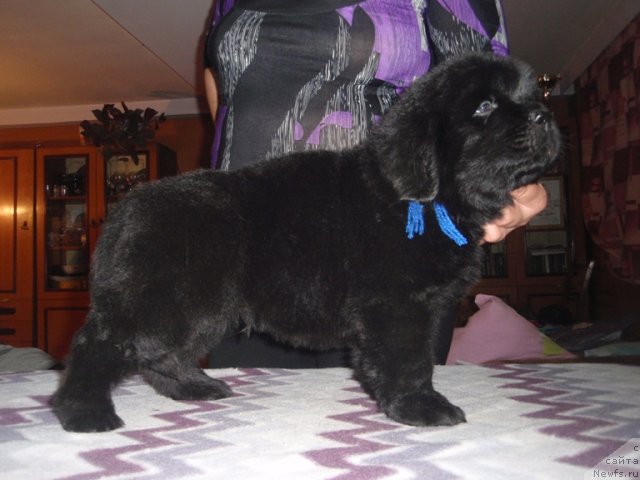 Фото: сын, ньюфаундленд Efrosin'ya iz Carstva Medvedey (Ефросинья из Царства Медведей)