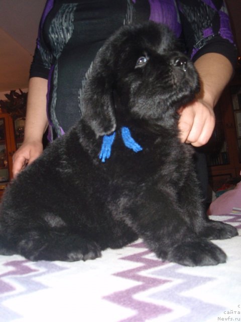 Фото: сын, ньюфаундленд Efrosin'ya iz Carstva Medvedey (Ефросинья из Царства Медведей)