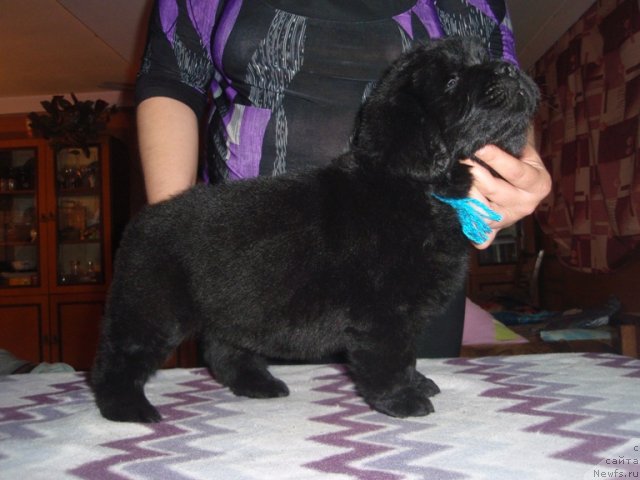 Фото: сын, ньюфаундленд Efrosin'ya iz Carstva Medvedey (Ефросинья из Царства Медведей)