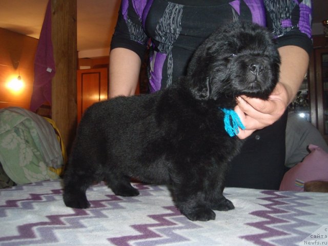 Фото: сын, ньюфаундленд Efrosin'ya iz Carstva Medvedey (Ефросинья из Царства Медведей)