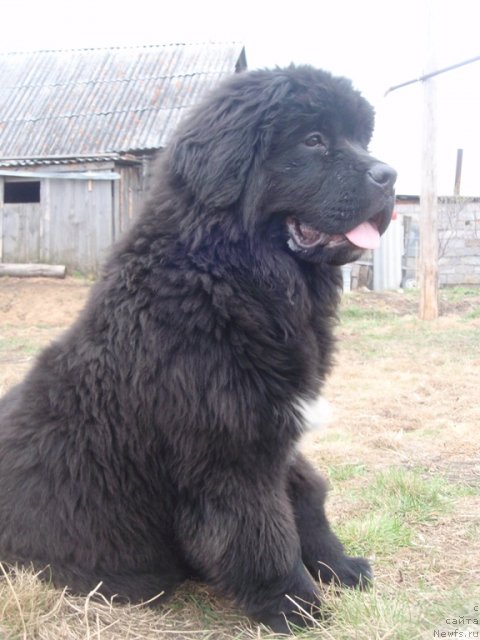 Фото: ньюфаундленд Blyek Diamond Agidel' ot Potapa Uvertyura (Блэк Диамонд Агидель от Потапа Увертюра)